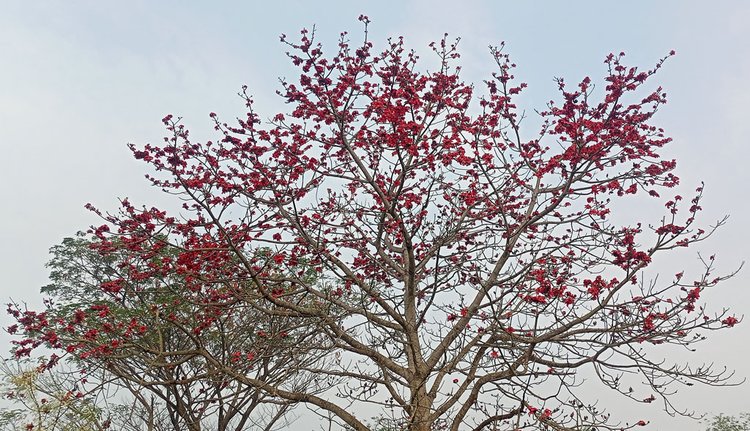 গাংনীর পলাশী পাড়া গ্রামে পলাশ ফুল ফুটে আছে। ছবি: আজকের পত্রিকা