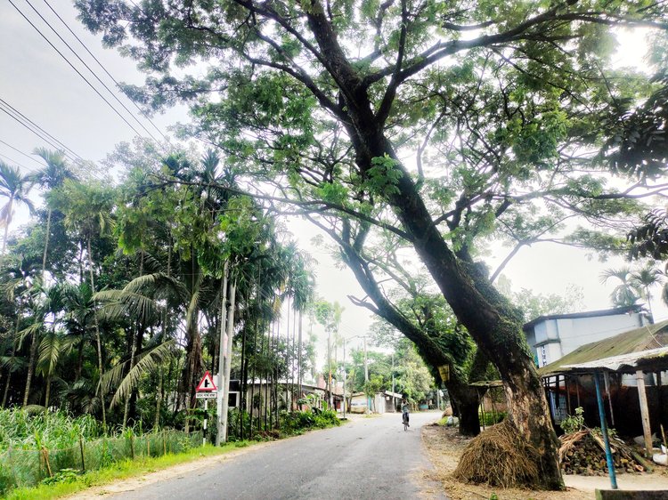 গঙ্গাচড়া-রংপুর সড়কের দুপাশে ৪০-৪৫ বছর আগে রোপিত গাছগুলো ভেঙে পড়ার ঝুঁকিতে রয়েছে। ছবি: আজকের পত্রিকা
