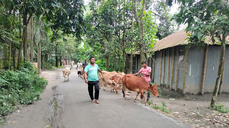 আসবাবপত্র, গবাদিপশুসহ বিভিন্ন জিনিস সরিয়ে নেওয়া হচ্ছে। ছবি: আজকের পত্রিকা