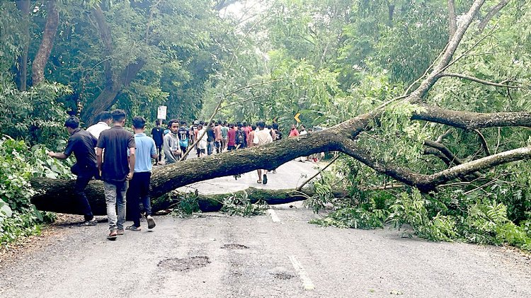 গাছ কেটে রাস্তা অবরোধ করেছে আওয়ামী লীগ-ছাত্রলীগের নেতা-কর্মীরা। ছবি: আজকের পত্রিকা