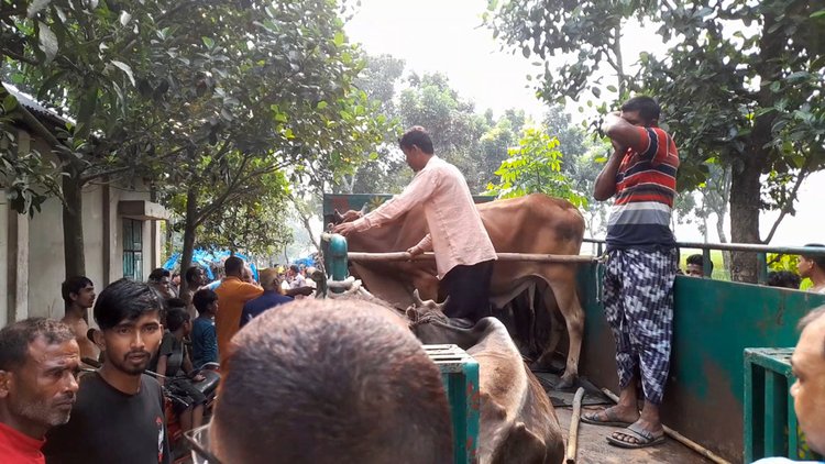 গরুগুলো উদ্ধার করে থানায় রাখা হয়েছে। ছবি: আজকের পত্রিকা