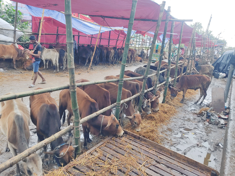 ঢাকা-চট্টগ্রাম মহাসড়ক-সংলগ্ন যাত্রাবাড়ীর শনির আখড়ায় অস্থায়ী পশুর হাটে ট্রাক থেকে গরু নামাচ্ছেন খামারিরা। ছবি: আজকের পত্রিকা