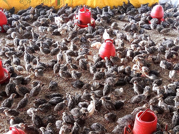 খামারে কোয়েল পাখি। ছবি: আজকের পত্রিকা