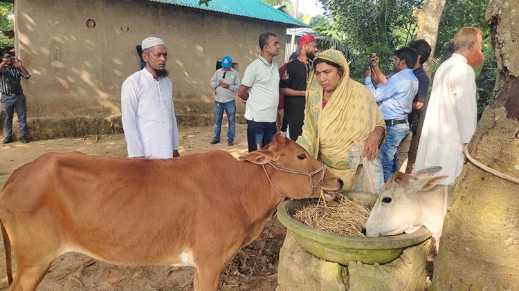 শ্রীপুরে সৌদিপ্রবাসী এনামুল হক মোল্লার পক্ষ থেকে সেই ঝাড়ু বিক্রেতা জাহাম্মদ আলীর স্ত্রীর হাতে একটি গরু তুলে দেওয়া হয়। ছবি: আজকের পত্রিকা