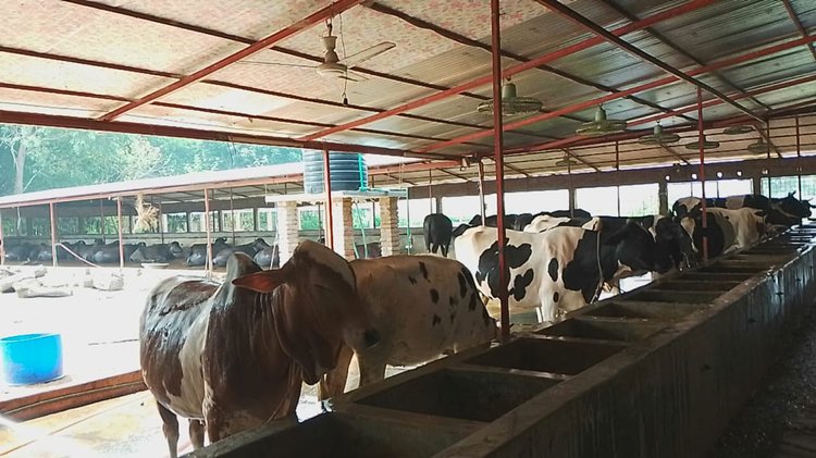 দৌলতপুর উপজেলার ফিলিপনগর এলাকার এন এস আর অ্যাগ্রো ফার্মে প্রস্তুত কোরবানির পশু। ছবি: আজকের পত্রিকা
