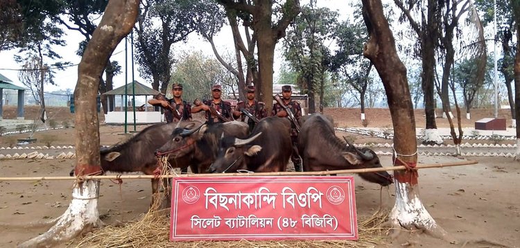 বিজিবির অভিযানে জব্দকৃত মালপত্র। ছবি: আজকের পত্রিকা