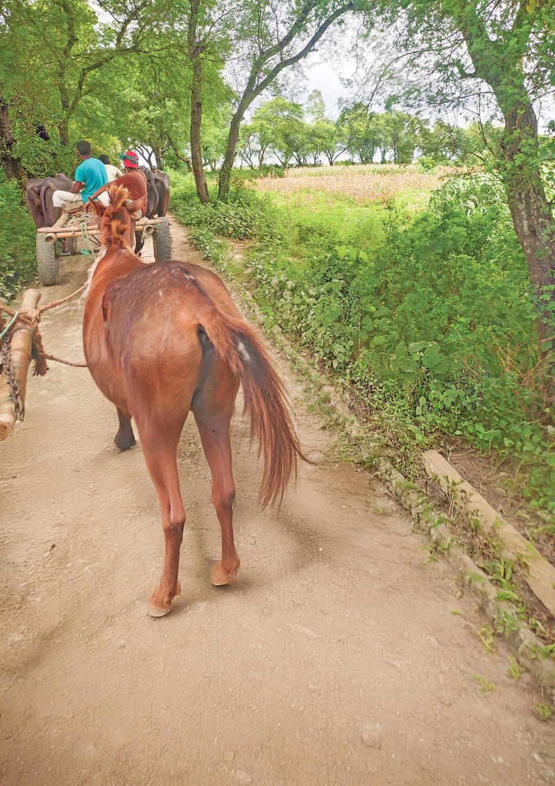 horse