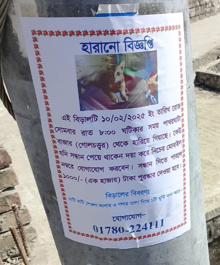 হারিয়ে যাওয়া পোষা বিড়ালের খোঁজে বরগুনার পাথরঘাটা শহরে সাঁটানো পোস্টার। ছবি: আজকের পত্রিকা