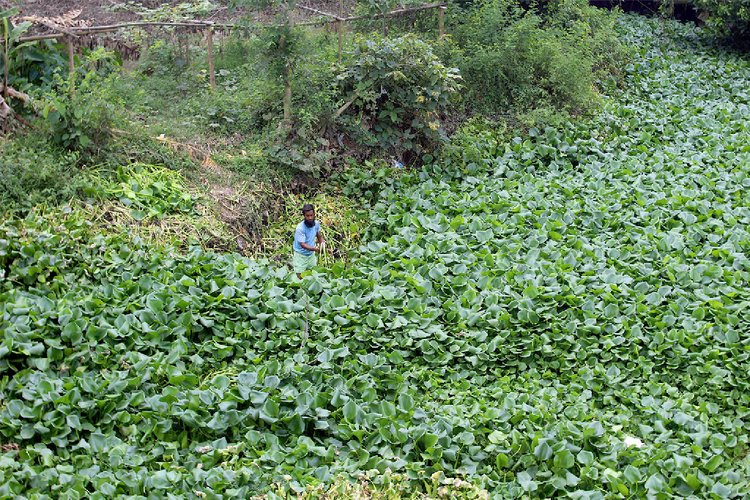 আখাউড়ার গরুচাষিরা কাটাখালের কচুরিপানাকেই পশুখাদ্য হিসেবে ব্যবহার করেন। ছবি: মঙ্গাবে