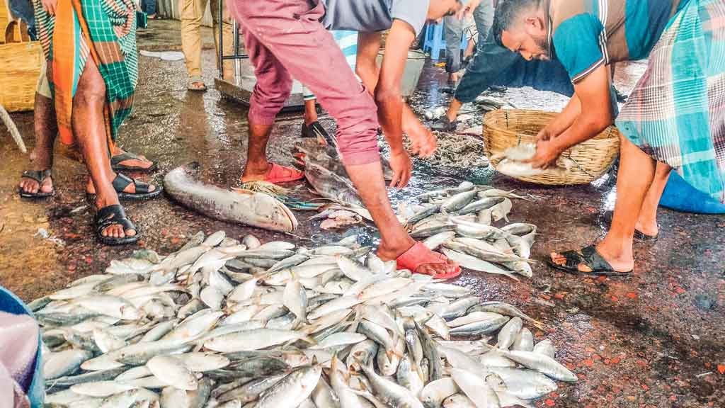 হতাশায় শেষ হচ্ছে ইলিশের মৌসুম, আসছে নিষেধাজ্ঞা