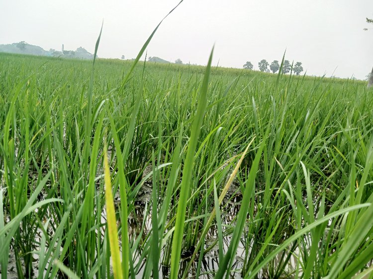 ধানের জমিতে মাজরা পোকার আক্রমণ। ছবি: আজকের পত্রিকা