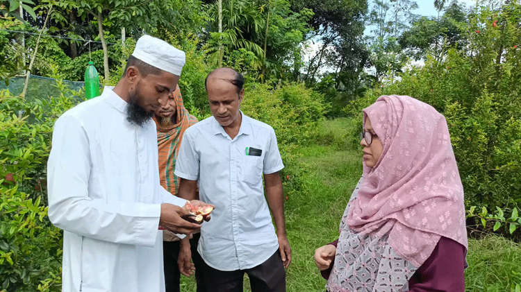 বাগানের গাছ থেকে আনার নিয়ে পরীক্ষা-নিরীক্ষা করছেন কয়েকজন। ছবি: আজকের পত্রিকা