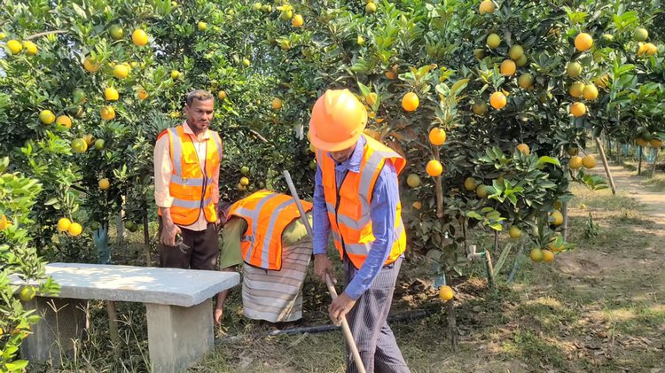 জয়নাল আবেদীনের কমলা বাগান পরিচর্যা করছেন শ্রমিকেরা। ছবি: আজকের পত্রিকা