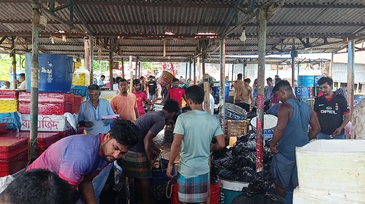 নিষেধাজ্ঞা শেষে প্রাণ ফিরেছে কাপ্তাই মৎস্য অবতরণ কেন্দ্রে। ছবি: আজকের পত্রিকা