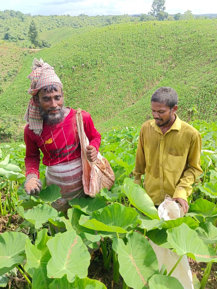 খাগড়াছড়ির মাটিরাঙ্গা উপজেলার গহীন অরণ্যে কয়েকটি পাহাড়ে মুখী কচুর খেতে গাছের গোড়ায় সার দিচ্ছেন শ্রমিকেরা। গত শুক্রবার সকালে তোলা। ছভি: আজকের পত্রিকা