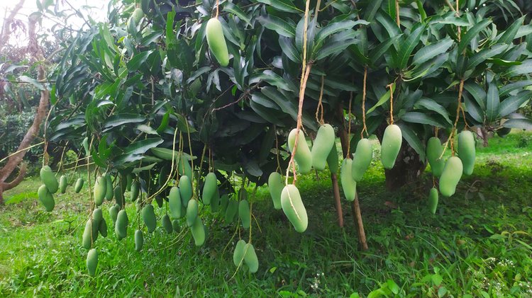 খাগড়াছড়ির টিলা-উপত্যকায় বিদেশি নানা জাতের আমের চাষ এখন রীতিমতো বিপ্লব ঘটিয়েছে।