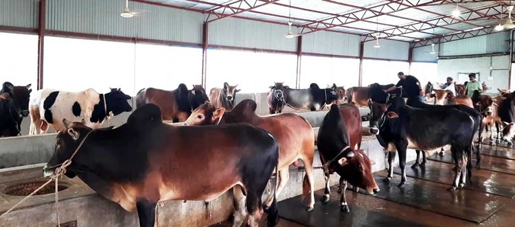 চাঁপাইনবাবগঞ্জে বাণিজ্যিক ও প্রান্তিক খামারিরা প্রস্তুত করেছেন প্রায় ৩ লাখ কোরবানির পশু। ছবি: আজকের পত্রিকা