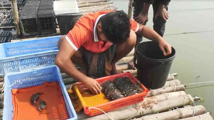 সাতক্ষীরায় কাঁকড়ার ঘের। ছবি: আজকের পত্রিকা