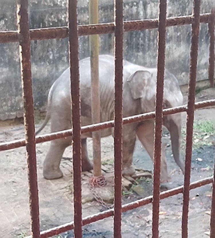 মাহুতের মমতায় বেড়ে উঠছে ‘বীর বাহাদুর’। ছবি: আজকের পত্রিকা