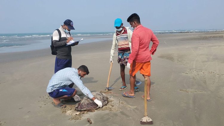 প্রজননে এসে মারা পড়ছে সামুদ্রিক কচ্ছপ। ছবি: আজকের পত্রিকা