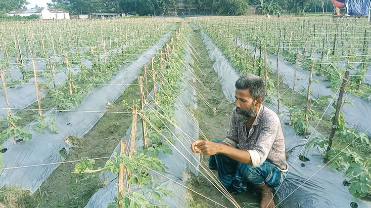 সুতা টেনে পিআই জাতের তরমুজখেতে মাচা তৈরি করছেন কৃষক আব্দুল হান্নান। ছবি: আজকের পত্রিকা