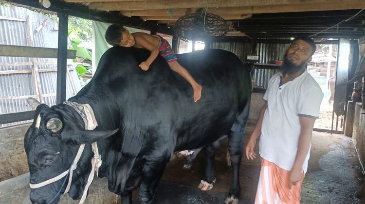মির্জাগঞ্জের প্রত্যন্ত গ্রামে বসবাস করা এক কৃষক সোহাগ মৃধা তার প্রিয় ষাঁড় ‘কালোমানিক’ উপহার দিতে চান বিএনপির চেয়ারপারসন খালেদা জিয়াকে। ছবি: আজকের পত্রিকা
