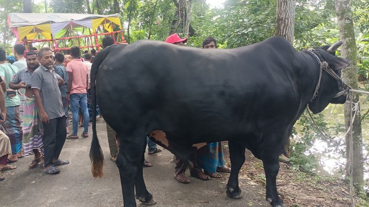 ঈদুল আজহা উপলক্ষে বিএনপির চেয়ারপারসন খালেদা জিয়াকে নিজের প্রিয় ষাঁড় কালোমানিক উপহার দিতে চান কৃষক সোহাগ মৃধা। ছবি: আজকের পত্রিকা