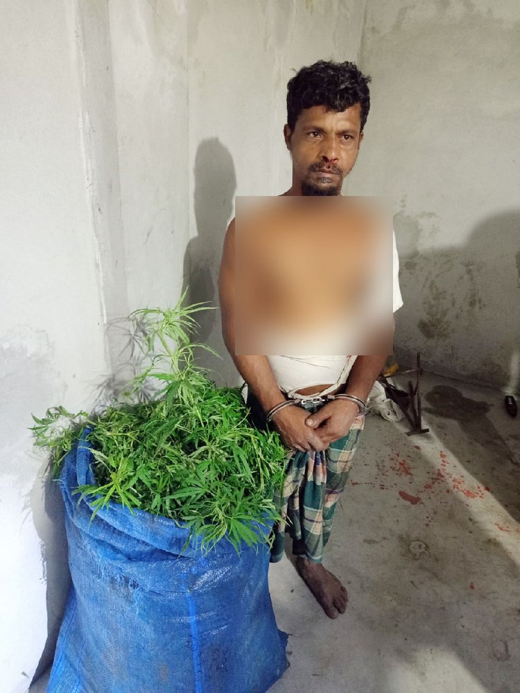 গাঁজার গাছসহ যৌথ বাহিনীর অভিযানে আটক লিটন। ছবি: আজকের পত্রিকা