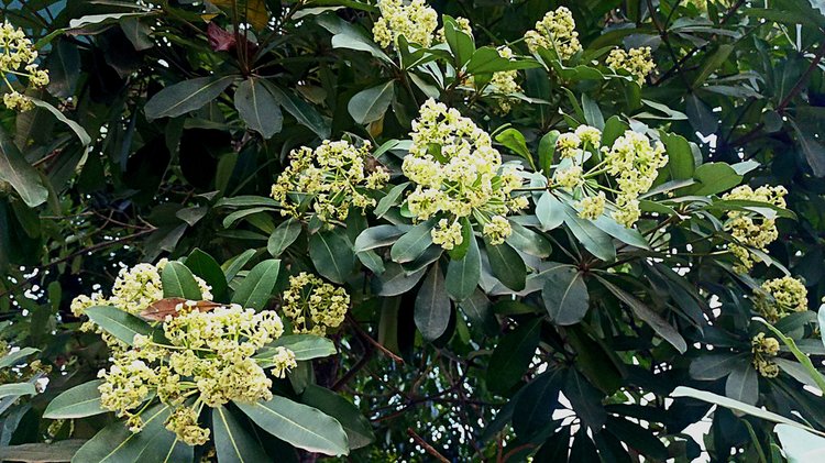 ব্রাহ্মণপাড়া থেকে কুমিল্লা যাওয়ার পথে ছাতিমগাছ চোখে পড়ে। সন্ধ্যা হলে এই ফুলের ঘ্রাণে মন ভরে যায়। ছবি: আজকের পত্রিকা