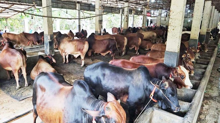 কোরবানির জন্য প্রস্তুত কুমিল্লার বরুড়া উপজেলার আগানগরের বড়হাতুয়া এলাকার হানিফ অ্যাগ্রোর গরু। ছবি: আজকের পত্রিকা