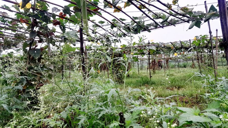 ছোট ছোট সাদা ফুল ফুটে থাকা বিষাক্ত আগাছা পার্থেনিয়াম। দৌলতপুরের হোসেনাবাদ মাঠ থেকে তোলা। ছবি: আজকের পত্রিকা