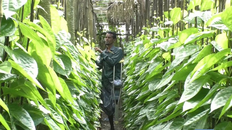 এক পা না থাকলেও পানের বরজে অনায়াসেই কাজ করেন জামরুল ইসলাম।ছবি: আজকের পত্রিকা