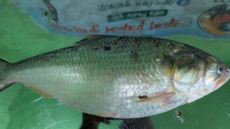 কুয়াকাটায় এক ইলিশ ৯ হাজার টাকায় বিক্রি। ছবি: আজকের পত্রিকা