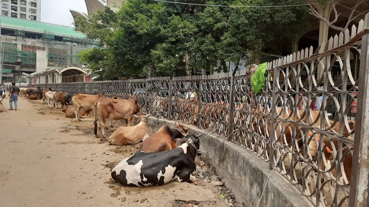 ক্যাটক্যাটল স্পেশাল ট্রেনে করে জামালপুর থেকে আজ শনিবার সকালে রাজধানীর কমলাপুল রেলস্টেশনে পৌঁছে ৮০০ গরু। ছবি: আজকের পত্রিকা