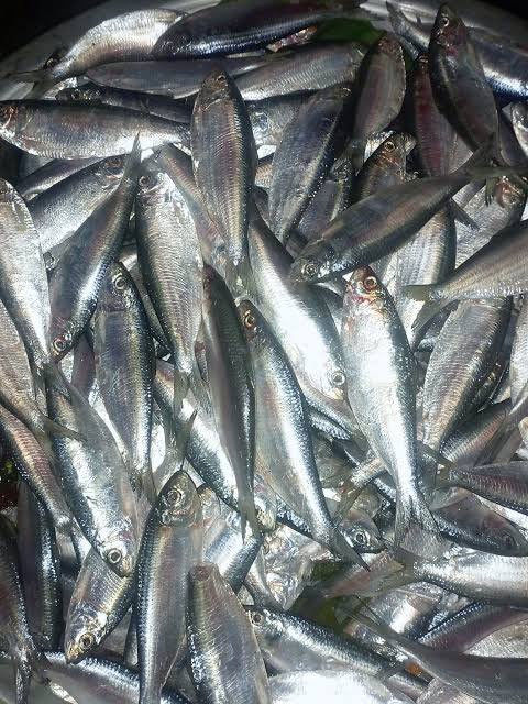 জালে আটকা পড়া ঝাটকা। ছবি: আজকের পত্রিকা