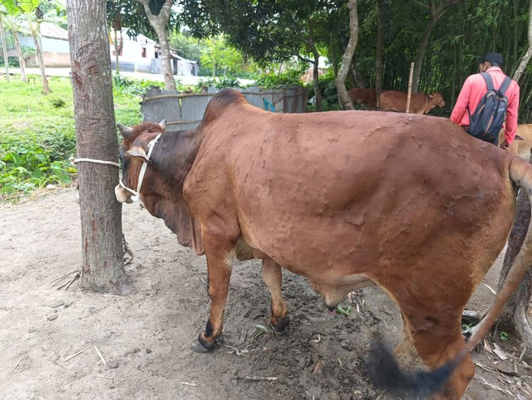লালমনিরহাটে গবাদি পশুর মধ্যে ছড়িয়ে পড়েছে লাম্পি স্কিন রোগ। আক্রান্ত গরুকে চিকিৎসা দেওয়া হচ্ছে। হাতীবান্ধা উপজেলা থেকে তোলা। ছবি: আজকের পত্রিকা