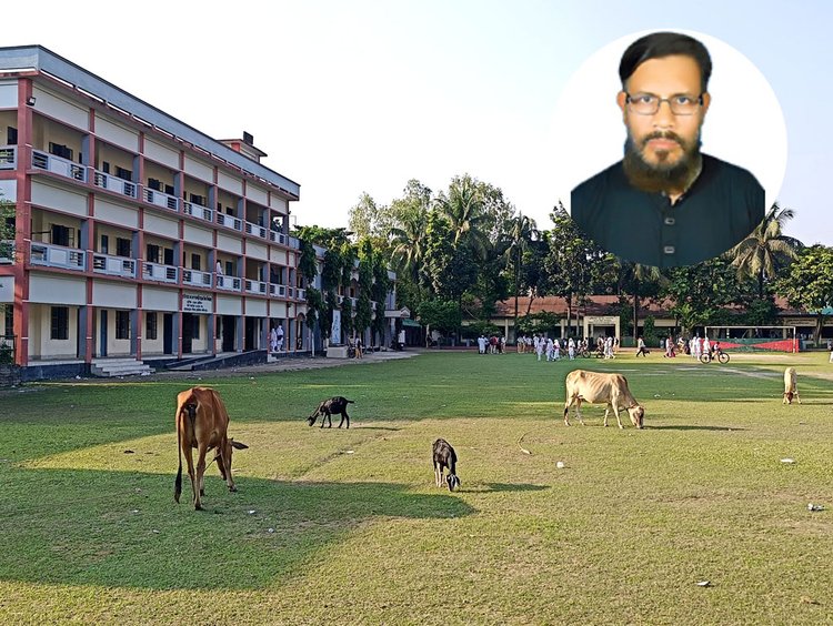 বিদ্যালয় খোলার দিনেও মাঠে গরু-ছাগল বিচরণ করে। এর জন্য কর্তৃপক্ষের অবহেলাকেই দায়ী করে শিক্ষার্থী ও অভিভাবকেরা। ছবি: আজকের পত্রিকা