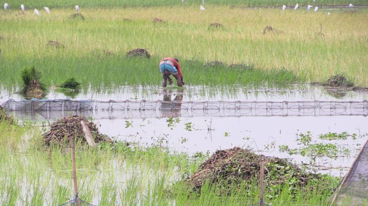 চায়না দুয়ারী জাল বসিয়ে এক শ্রেণির অসাধু মানুষ ডিমওয়ালা ও পোনা মাছ নিধন করছেন। ছবি: আজকের পত্রিকা
