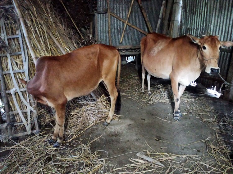 লালমনিরহাটের আদিতমারীতে জোর করে নিয়ে যাওয়া গরু। ছবি: আজকের পত্রিকা