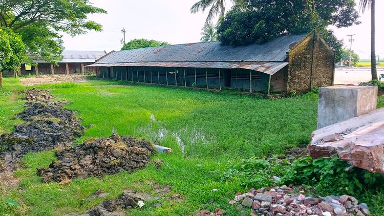 দীর্ঘদিন ধরে ‘কলেজ’ প্রাঙ্গণের একটি অংশে ধান চাষ করা হচ্ছে। সেখানে শিক্ষা কার্যক্রমের কোনো দৃশ্যমান অস্তিত্ব নেই। ছবি: আজকের পত্রিকা