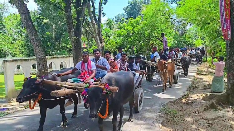 মহিষ ও গরুর গাড়িতে এসেছেন বরযাত্রীরা। ছবি: আজকের পত্রিকা
