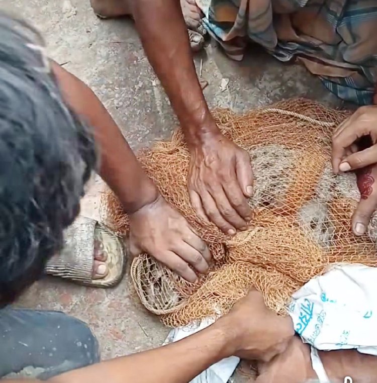 জালে আটকা পড়া মেছোবাঘ। ছবি: আজকের পত্রিকা