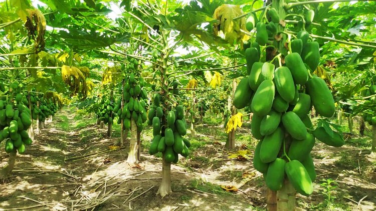 চলতি মৌসুমে মধুপুর উপজেলায় ১ হাজার ৫৬ হেক্টর জমিতে পেঁপের আবাদ হয়েছে। ছবি: আজকের পত্রিকা