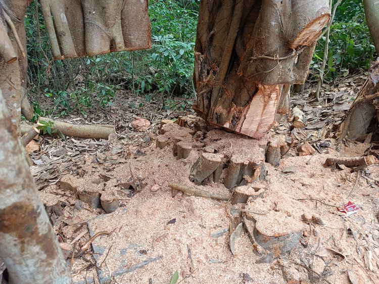 মাদারীপুরে শিরকের অভিযোগে কাটা হলো শতবর্ষী বটগাছ। ছবি: আজকের পত্রিকা