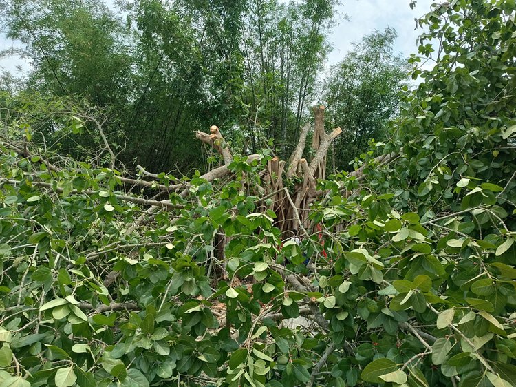 মাদারীপুরে শিরকের অভিযোগে কাটা হলো শতবর্ষী বটগাছ। ছবি: আজকের পত্রিকা