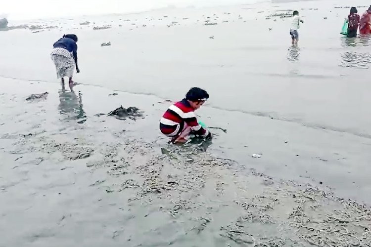 মেঘনায় মরা মাছ সংগ্রহ করছেন স্থানীয়রা। ছবি: স্ক্রিনশট