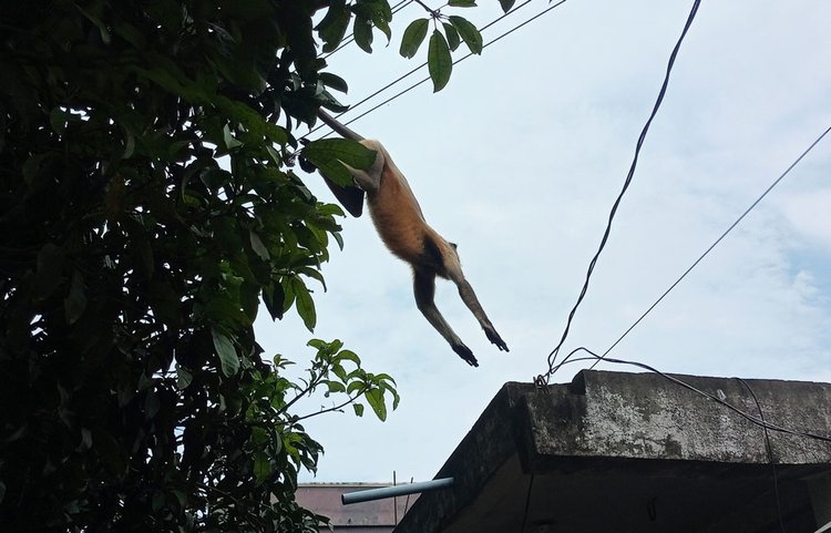 গাছ থেকে লাফিয়ে চলে যাচ্ছে ছাদে, তারপর অন্য কোথাও। ছবি: আজকের পত্রিকা