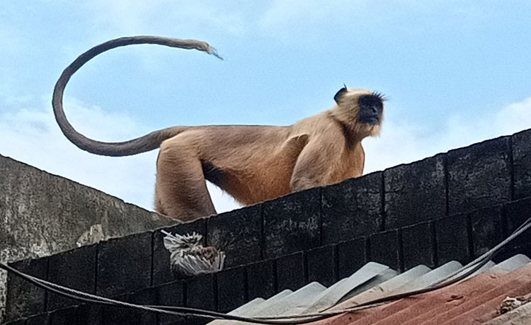 খাদ্যের খোঁজে লোকালয়ে ঘুরছে হনুমান। ছবি: আজকের পত্রিকা