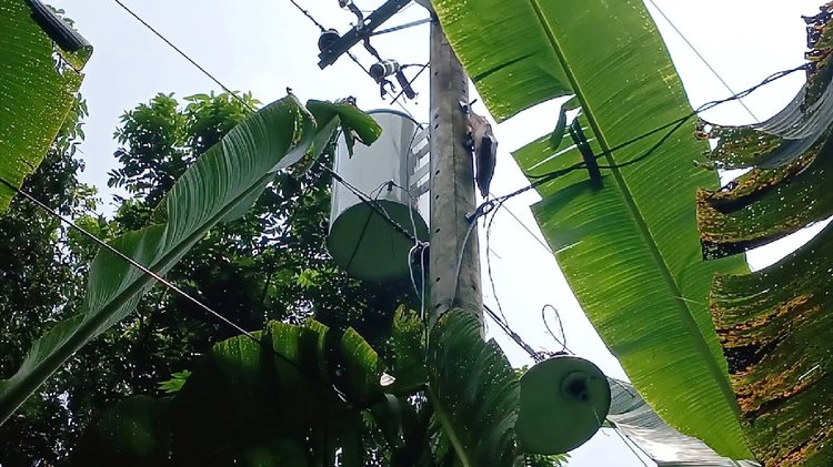 বিদ্যুতের খুঁটি থেকে ছিটকে পড়ে আহত হওয়ার পর তাঁর সহযোগীরা তাঁকে মৃত ভেবে একটি মাঠে ফেলে পালিয়ে যান। ছবি: সংগৃহীত