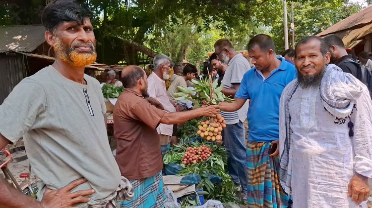 জিআই স্বীকৃতি পাওয়া মাগুরার সদর উপজেলার হাজরাপুরী লিচু বাজারজাতের কাজ করছেন বাগানমালিকেরা। আজ রোববার সকালে হাজরাপুর ইউনিয়ন পরিষদসংলগ্ন লিচুবাগানে। ছবি: আজকের পত্রিকা